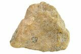 Polished Howardite Meteorite Section ( g) - Bechar #286954-1